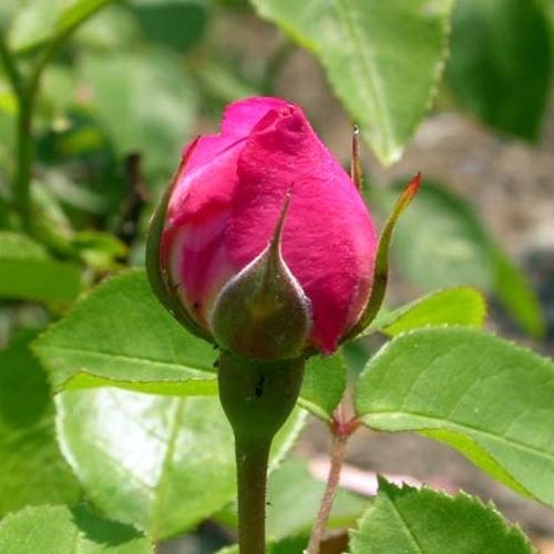 Rosa  Ausmary - różowy  - Róże pienne - z kwiatami róży angielskiej - korona krzaczasta